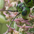Symphyta sp.